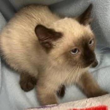 Ivory -  Siamese Cat for Adoption in Green Valley, Arizona - Ivory | PetCurious
