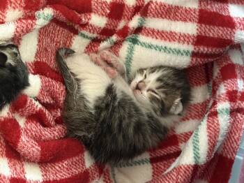 Gobo -  Domestic Short Hair Cat for Adoption in Fruit Heights, Utah - Gobo | PetCurious