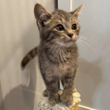 Marshmallow -  Domestic Short Hair and Extra Toes Cat Hemingway Polydactyl Cat for Adoption in Potomac, Maryland - Marshmallow | PetCurious