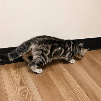 Chewie -  Bengal Cat for Adoption in Hopewell, Virginia - Chewie | PetCurious