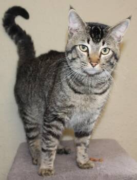 Domestic Short Hair Cats Available for Adoption in Huron, South Dakota - Bobcat | PetCurious