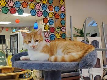 Domestic Short Hair Cats Available for Adoption in Erie, Pennsylvania - Sylvia  | PetCurious