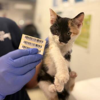 Kali -  Domestic Medium Hair Cat for Adoption in Charleston, West Virginia - Kali | PetCurious