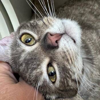 Ponyboy -  Domestic Short Hair Cat for Adoption in Lakewood, California - Ponyboy | PetCurious