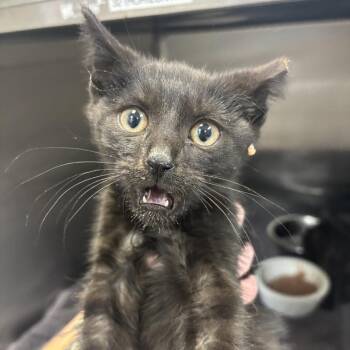 Barrel -  Domestic Short Hair Cat for Adoption in Indianapolis, Indiana - Barrel | PetCurious