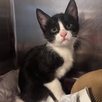 Toffee Nut -  Domestic Short Hair Cat for Adoption in Belleville, Illinois - Toffee Nut | PetCurious