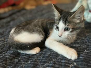 Rescue Tabby Cats for Adoption in Deltona, Florida - Steve | PetCurious