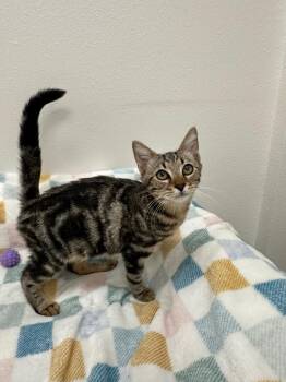Bill -  Tabby Cat for Adoption in Newberg, Oregon - Bill | PetCurious