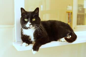 Tuxedo Cats Available for Adoption in Urbana, Ohio - Skye | PetCurious