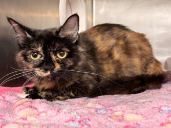 Domestic Short Hair Cats Available for Adoption in Houston, Texas - JILL | PetCurious