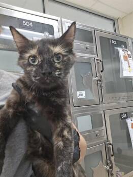 WYNONA -  Domestic Short Hair Cat for Adoption in Pueblo, Colorado - WYNONA | PetCurious