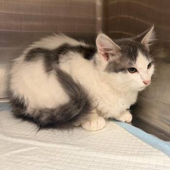 Nuka -  Domestic Medium Hair Cat for Adoption in Columbiana, Alabama - Nuka | PetCurious