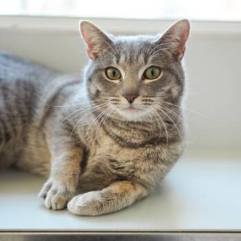 Domestic Short Hair Cats Available for Adoption - R2-D2 | PetCurious