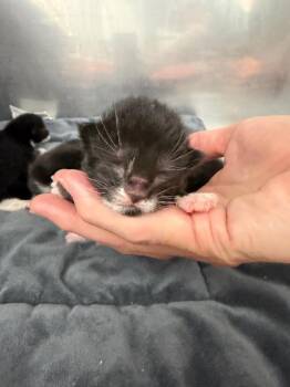 Veda -  Domestic Short Hair Cat for Adoption in Glenfield, New York - Veda | PetCurious