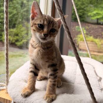 Shu -  Domestic Short Hair Cat for Adoption in Candler, North Carolina - Shu | PetCurious