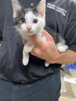 Stuart -  Domestic Medium Hair Cat for Adoption in Troy, Ohio - Stuart | PetCurious