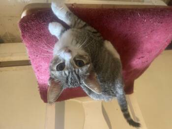 Sarah -  Domestic Short Hair Cat for Adoption in Troy, New York - Sarah | PetCurious