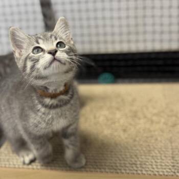 Pluto -  Domestic Short Hair Cat for Adoption in Ridgely, Maryland - Pluto | PetCurious