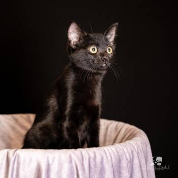 Jenny -  Domestic Short Hair Cat for Adoption in Calimesa, California - Jenny | PetCurious