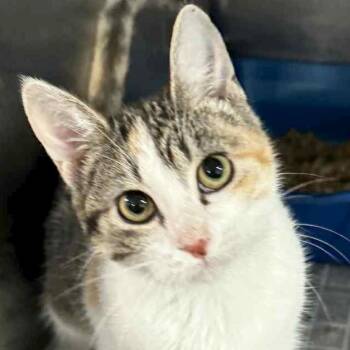 Rescue Domestic Short Hair Cats for Adoption in Jefferson, Wisconsin - Feteasca - Reduced Fee! | PetCurious