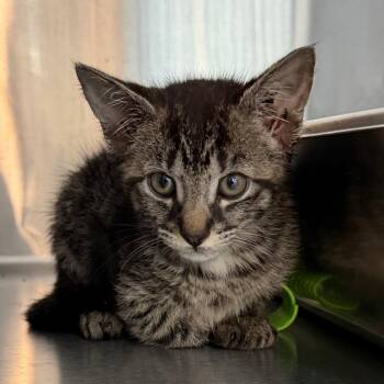 Abby -  Domestic Short Hair Cat for Adoption in Winston-salem, North Carolina - Abby | PetCurious