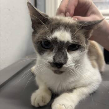 Domestic Short Hair Cats Available for Adoption in Houston, Texas - Roslyn | PetCurious