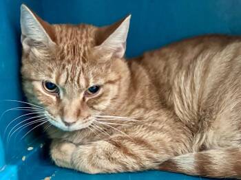 Domestic Short Hair and Tabby Cats Available for Adoption - Charlie | PetCurious