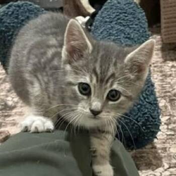 Domestic Short Hair and Tabby Cats Available for Adoption in Germansville, Pennsylvania - Beth | PetCurious