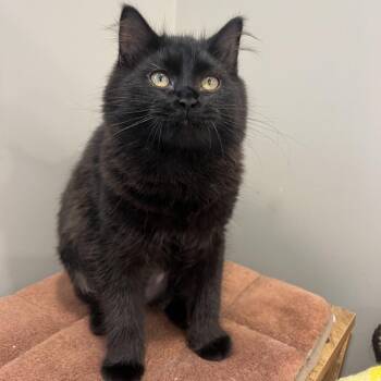 Jane -  Domestic Medium Hair Cat for Adoption in Puslinch, Ontario - Jane | PetCurious