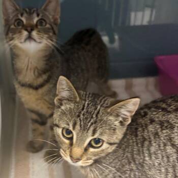 stella -  Domestic Short Hair Cat for Adoption in East Hanover, New Jersey - Stella | PetCurious