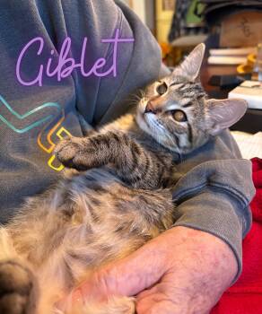 Rescue Domestic Short Hair Cats for Adoption in Austintown, Ohio - Giblet | PetCurious