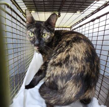 TWILIGHT -  Domestic Short Hair Cat for Adoption in San Antonio, Texas - TWILIGHT | PetCurious