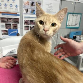 Domestic Short Hair Cats Available for Adoption in West Olive, Michigan - Roasted Turkey (Chow Hound Grand Haven) | PetCurious