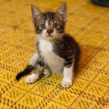 Chip -  Domestic Short Hair Cat for Adoption in Dysart, Iowa - Chip | PetCurious