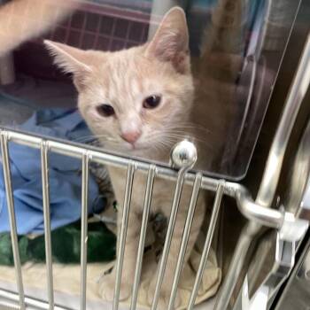 Citra -  Domestic Short Hair Cat for Adoption in Philadelphia, Pennsylvania - Citra | PetCurious