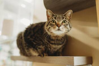 Toliver -  Tabby Cat Available for Adoption in Mckinney, Texas - Toliver | PetCurious