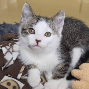 Cinnie Mini -  Domestic Short Hair Cat for Adoption in Marshfield, Wisconsin - Cinnie Mini | PetCurious