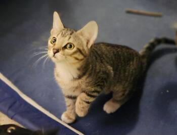 Haystack -  Domestic Short Hair Cat for Adoption in Greenwood, Indiana - Haystack | PetCurious