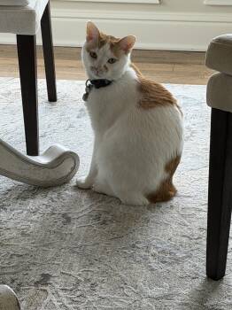Bob -  American Bobtail Cat for Adoption in Lexington, Kentucky - Bob | PetCurious