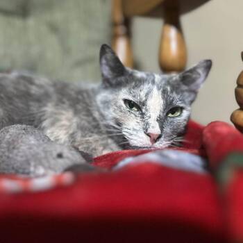 Fig -  Domestic Short Hair Cat Available for Adoption in West Richland, Washington - Fig | PetCurious