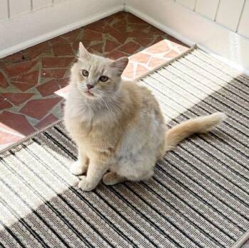 Gollum26 -  Domestic Medium Hair Cat for Adoption in Youngsville, North Carolina - Gollum26 | PetCurious