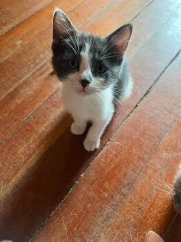 Turkey -  Domestic Short Hair Cat for Adoption in Sioux Falls, South Dakota - Turkey | PetCurious