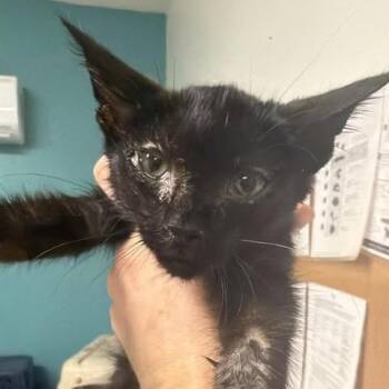 Gee Ma -  Domestic Short Hair Cat for Adoption in Fredericksburg, Virginia - Gee Ma | PetCurious