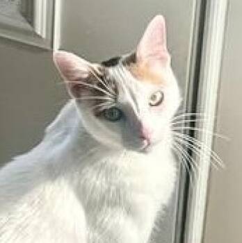 Rescue Turkish Van and Calico Cats for Adoption in Liverpool, Texas - Meredith Grey | PetCurious