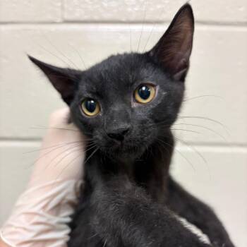 Butternut -  Domestic Short Hair Cat for Adoption in Reno, Nevada - Butternut | PetCurious