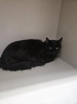 61851839 -  Domestic Long Hair Cat for Adoption in Elko, Nevada - 61851839 | PetCurious