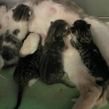 Rescue Domestic Short Hair Cats for Adoption in Hawthorne, California - Luke | PetCurious