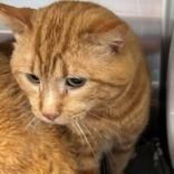 Punk -  Domestic Short Hair Cat for Adoption in Allegan, Michigan - Punk | PetCurious