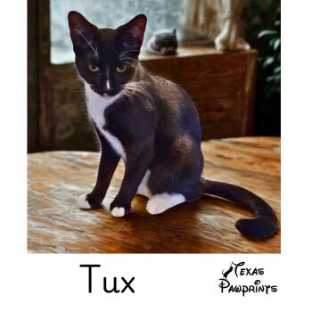 Tux -  Tuxedo Cat for Adoption in Dallas, Texas - Tux | PetCurious