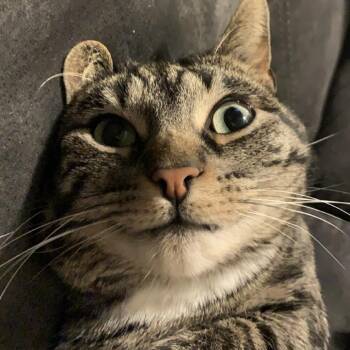 Richard -  Domestic Short Hair Cat for Adoption - Richard | PetCurious